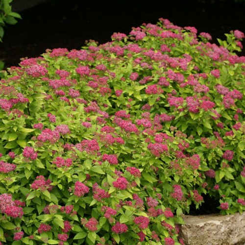 Spiraea japonica 'Double Play Gold' - Jaapani enelas 'Double Play Gold' C5/5L